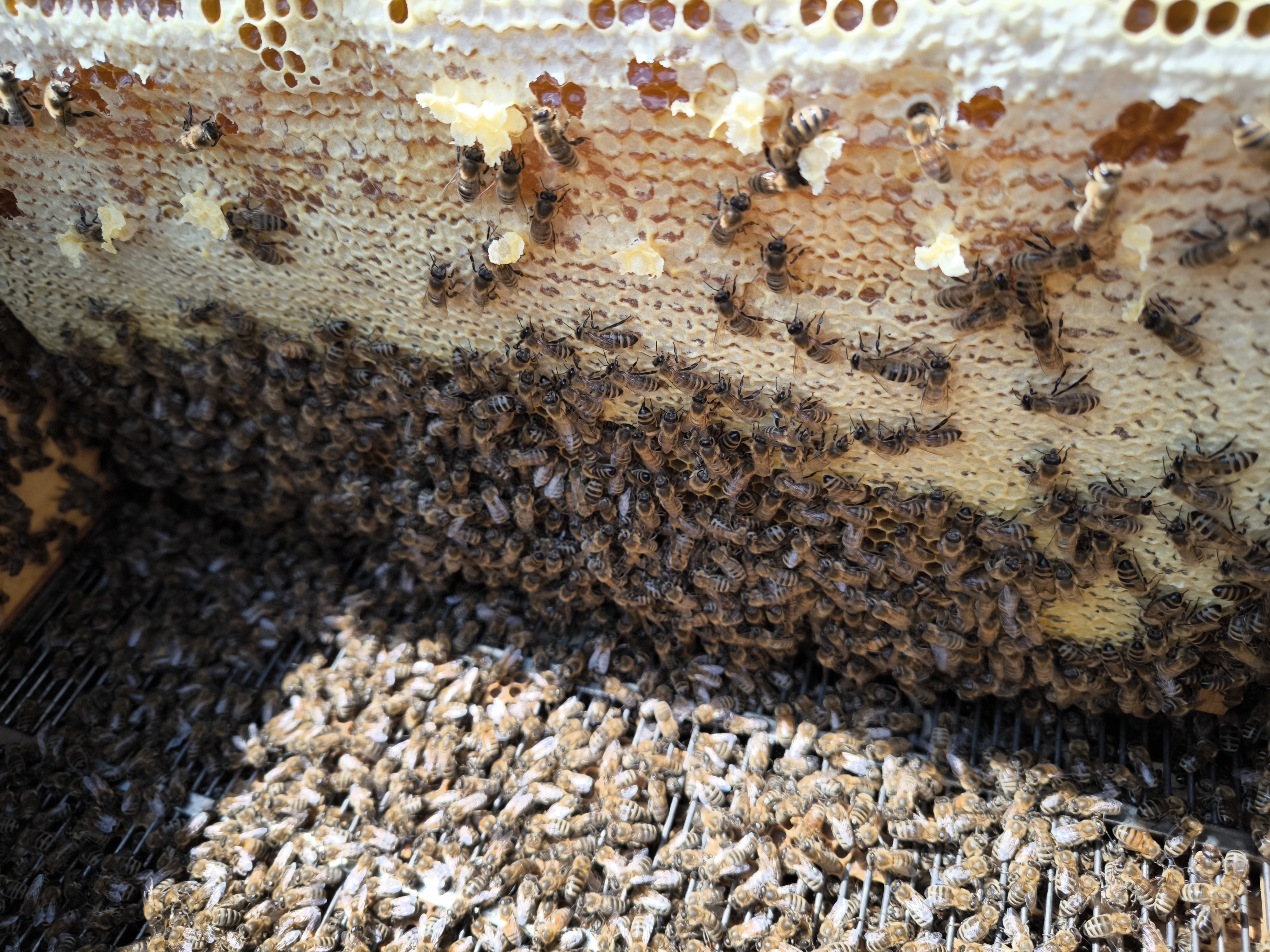 Bienenzucht